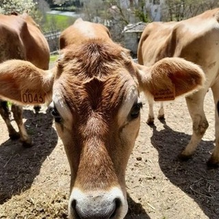 Tra i pascoli di Pieve di Teco nasce l’oro bianco: il segreto delle vacche Jersey e dello Yogurt PurØ