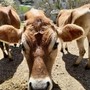 Tra i pascoli di Pieve di Teco nasce l’oro bianco: il segreto delle vacche Jersey e dello Yogurt PurØ