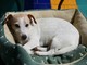 Sanremo: smarrita questa mattina nella zona di corso Inglesi la cagnolina Zoy, l'appello del proprietario (Foto)