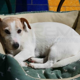 Sanremo: smarrita questa mattina nella zona di corso Inglesi la cagnolina Zoy, l'appello del proprietario (Foto) Sanremo: smarrita questa mattina nella zona di corso Inglesi la cagnolina Zoy, l'appello del proprietario (Foto)