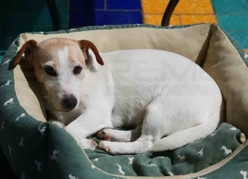 Sanremo: smarrita questa mattina nella zona di corso Inglesi la cagnolina Zoy, l'appello del proprietario (Foto) Sanremo: smarrita questa mattina nella zona di corso Inglesi la cagnolina Zoy, l'appello del proprietario (Foto)