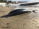 Il cetaceo spiaggiato all'Imperatrice