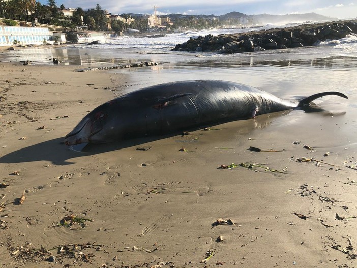 Il cetaceo spiaggiato all'Imperatrice