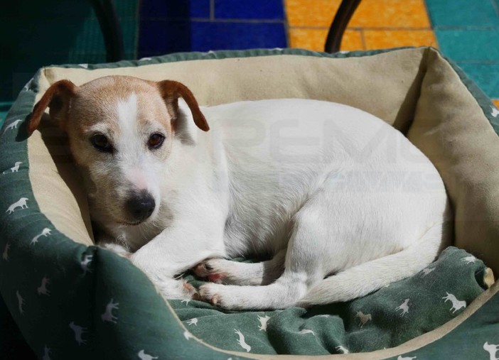 Sanremo: smarrita questa mattina nella zona di corso Inglesi la cagnolina Zoy, l'appello del proprietario (Foto) Sanremo: smarrita questa mattina nella zona di corso Inglesi la cagnolina Zoy, l'appello del proprietario (Foto)