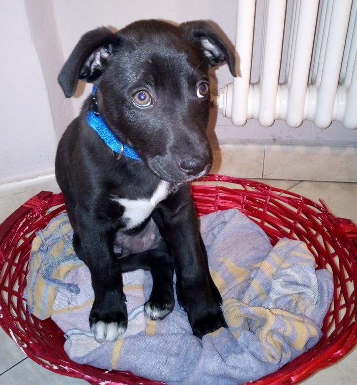 Sanremo: il cagnolino Zeus nei giorni scorsi è stato adottato