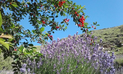 Pigna: avviato il mandato per il percorso di richiesta del marchio IGP per la lavanda angustifolia Imperia® Pigna: avviato il mandato per il percorso di richiesta del marchio IGP per la lavanda angustifolia Imperia®