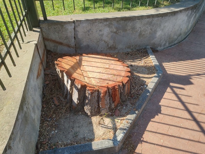 Pini abbattuti in via Bigarella, il Comitato Spontaneo del Verde Bordighera: "Da evitare per rispettare la nidificazione" Pini abbattuti in via Bigarella, il Comitato Spontaneo del Verde Bordighera: "Da evitare per rispettare la nidificazione"
