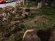 Vallecrosia: alberi tagliati e abbandonati in strada in via Angeli Custodi, la denuncia dell'opposizione