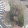 Ventimiglia, forte vento: rami si spezzano e cadono sul marciapiede (Foto) Ventimiglia, forte vento: rami si spezzano e cadono sul marciapiede (Foto)