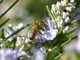Cervo: nonostante l'inverno le api in un giardino, il video di un lettore