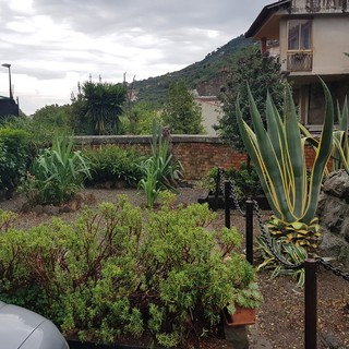 L'aiuola adottata dal comitato di Bevera L'aiuola adottata dal comitato di Bevera