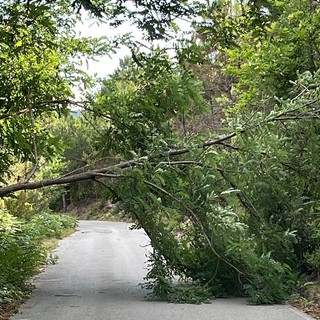 Sanremo, albero si spezza e cade in mezzo alla strada:intervento dei vigili del fuoco Sanremo, albero si spezza e cade in mezzo alla strada:intervento dei vigili del fuoco