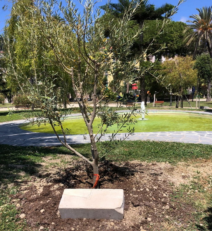 Ventimiglia: sabato prossimo ai giardini Tommaso Reggio la cerimonia dell'albero dei bambini del 2023 Ventimiglia: sabato prossimo ai giardini Tommaso Reggio la cerimonia dell'albero dei bambini del 2023