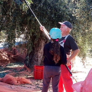 Sanremo: gli alunni della scuola primaria A. Rubino fra gli olivi secolari (foto)