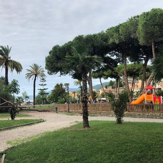 Ventimiglia: tragedia sfiorata, grosso pino crolla ai giardini Tommaso Reggio. Transennata l'area in attesa della rimozione (foto)