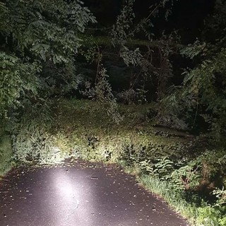 Molini di Triora, caduta di alberi sulla strada che porta ad Andagna: secondo episodio in 10 giorni Molini di Triora, caduta di alberi sulla strada che porta ad Andagna: secondo episodio in 10 giorni
