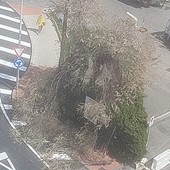 Ventimiglia, forte vento: rami si spezzano e cadono sul marciapiede (Foto) Ventimiglia, forte vento: rami si spezzano e cadono sul marciapiede (Foto)