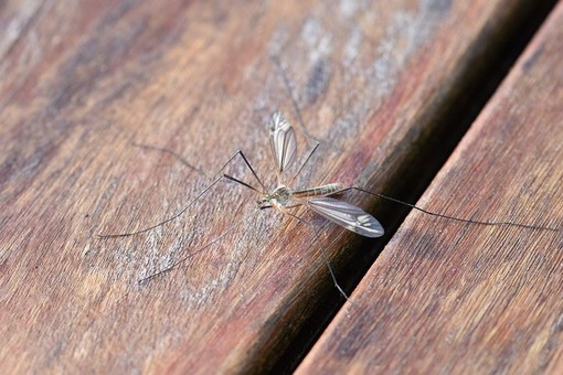 Disinfestazione zanzare