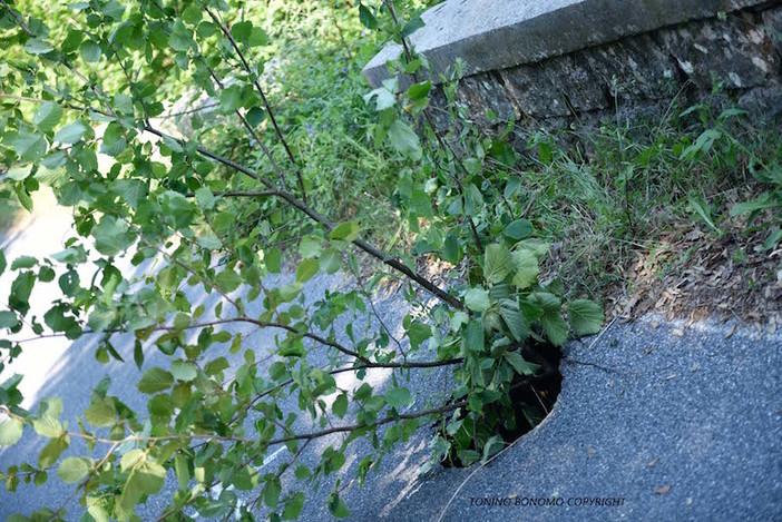 Pericolosa situazione tra Ceriana e Bajardo: le foto di un albero che cresce in mezzo alla strada Pericolosa situazione tra Ceriana e Bajardo: le foto di un albero che cresce in mezzo alla strada