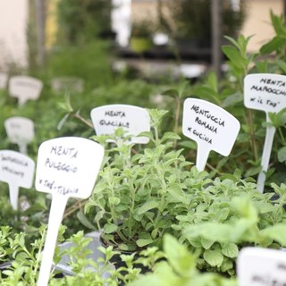 Diano Marina: ok della Giunta alla 10a edizione di 'Aromatica', si svolgerà dal 5 al 7 maggio Diano Marina: ok della Giunta alla 10a edizione di 'Aromatica', si svolgerà dal 5 al 7 maggio