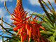 Aloe Arborescens: i segreti di un succo che migliora la qualità della vita