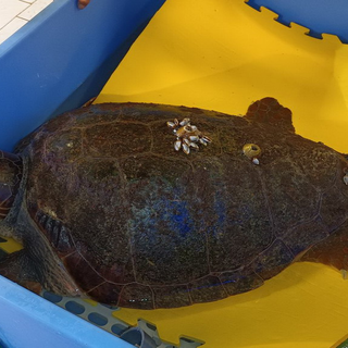 Trasferita all'Acquario la tartaruga in difficoltà soccorsa a Sanremo da un diportista (video)