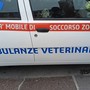 Rocchetta Nervina, Ambulanze Veterinarie Odv salva un cucciolo di capriolo Rocchetta Nervina, Ambulanze Veterinarie Odv salva un cucciolo di capriolo