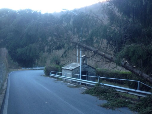 Molini di Triora: grosso albero si abbatte sulla strada dalla Chiesa Alpina, la riapertura dopo alcune ore Molini di Triora: grosso albero si abbatte sulla strada dalla Chiesa Alpina, la riapertura dopo alcune ore