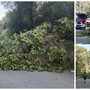Dolceacqua, albero cade sulla strada: intervengono i vigili del fuoco (Foto)