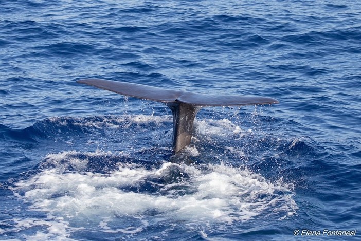 Spettacolare avvistamento di tre Capodogli nel ponente tra Andora e Imperia Spettacolare avvistamento di tre Capodogli nel ponente tra Andora e Imperia