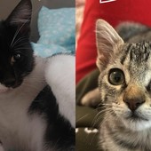 Cosmo e Luna cercano casa: chi ha posto per due gattini?