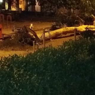 Taggia: forti raffiche di vento ad Arma, grosso esemplare di eucalipto si abbatte nel parco giochi chiuso per manutenzione