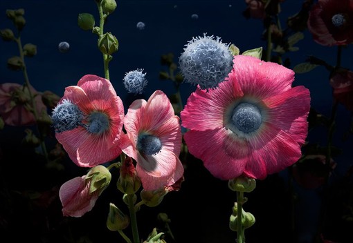 Diano Marina: si inaugura la mostra dell'artista Aqua Aura, "The Graft" a Palazzo del Parco