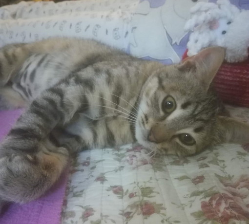 Sanremo: la gattina Amelie è stata adottata