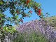 Pigna: avviato il mandato per il percorso di richiesta del marchio IGP per la lavanda angustifolia Imperia®