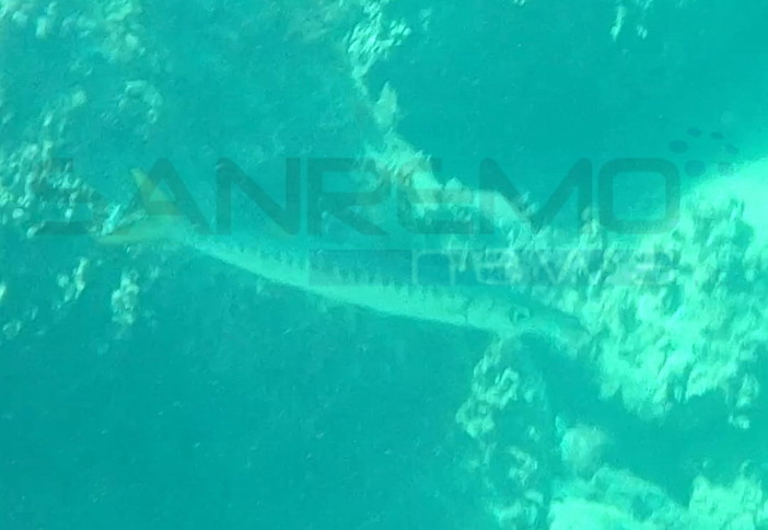 Sanremo: barracuda avvistato nei pressi della barriera di scogli all'altezza della spiaggia della Baia Greca (video)