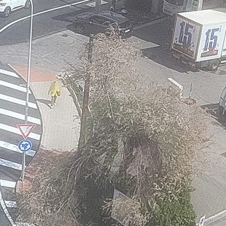 Ventimiglia, forte vento: rami si spezzano e cadono sul marciapiede (Foto)