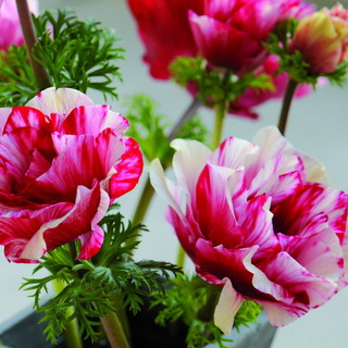 Nel weekend appuntamento con 'Porte Aperte' alla 'Biancheri Creations' Nel weekend appuntamento con 'Porte Aperte' alla 'Biancheri Creations'