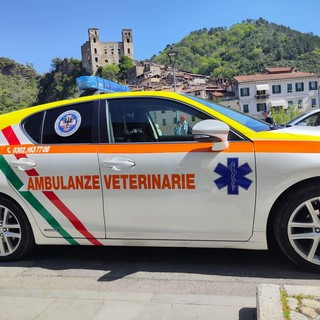 Viene investito a Mentone, cane salvato dalle Ambulanze Veterinarie Odv