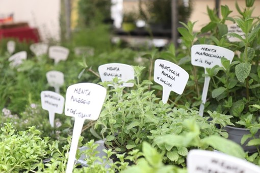 Diano Marina: ok della Giunta alla 10a edizione di 'Aromatica', si svolgerà dal 5 al 7 maggio