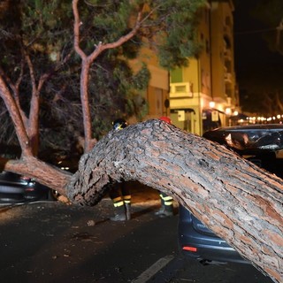 Il pino caduto in via Nino Bixio Il pino caduto in via Nino Bixio