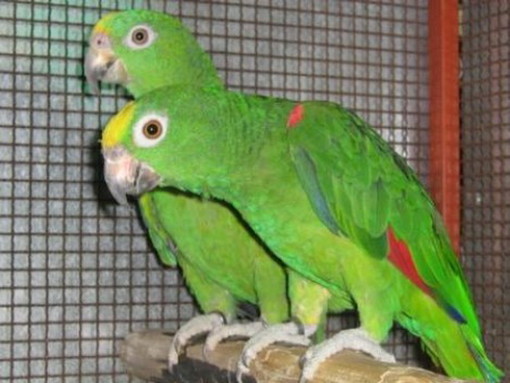 Taggia: sono stati smarriti tre pappagalli. L'appello della proprietaria
