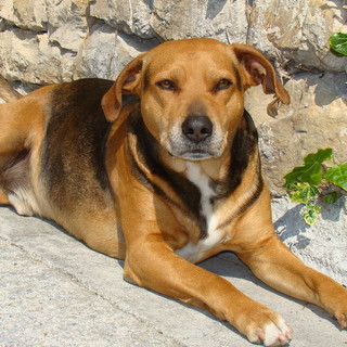 Sanremo: da lunedì scorso è stato smarrito il cane Aragon in zona Villetta, l'appello Sanremo: da lunedì scorso è stato smarrito il cane Aragon in zona Villetta, l'appello