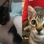 Cosmo e Luna cercano casa: chi ha posto per due gattini?