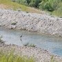 Ventimiglia, giovane airone cenerino avvistato nel fiume Roia (Foto) Ventimiglia, giovane airone cenerino avvistato nel fiume Roia (Foto)