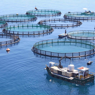 Pesca e acquacoltura, via libera al Bando per coprire gli extracosti delle imprese per tensioni in Medioriente Pesca e acquacoltura, via libera al Bando per coprire gli extracosti delle imprese per tensioni in Medioriente