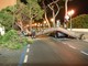 Sanremo: cade albero in via Nino Bixio e distrugge alcune auto posteggiate (foto)