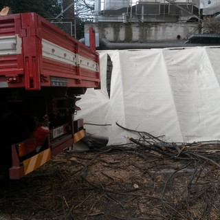 Imperia: il forte vento provoca la caduta di un albero accanto all'ingresso del Pronto Soccorso