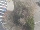 Ventimiglia, forte vento: rami si spezzano e cadono sul marciapiede (Foto)