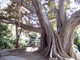 Sanremo: domani pomeriggio visita guidata nei parchi alla scoperta degli alberi monumentali